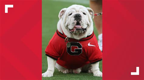 The Mascot Business: Behind the Scenes with Uga's Handlers